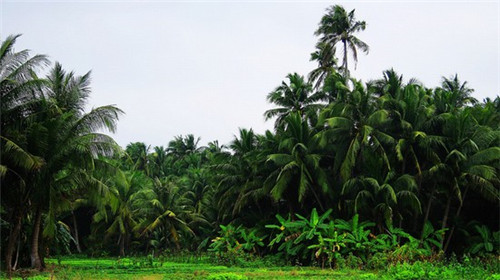 cbp是什么意思（奶粉里面的cbp是什么意思）